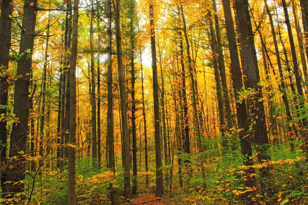 Bosque de hayas con hojas amarillas en otoño