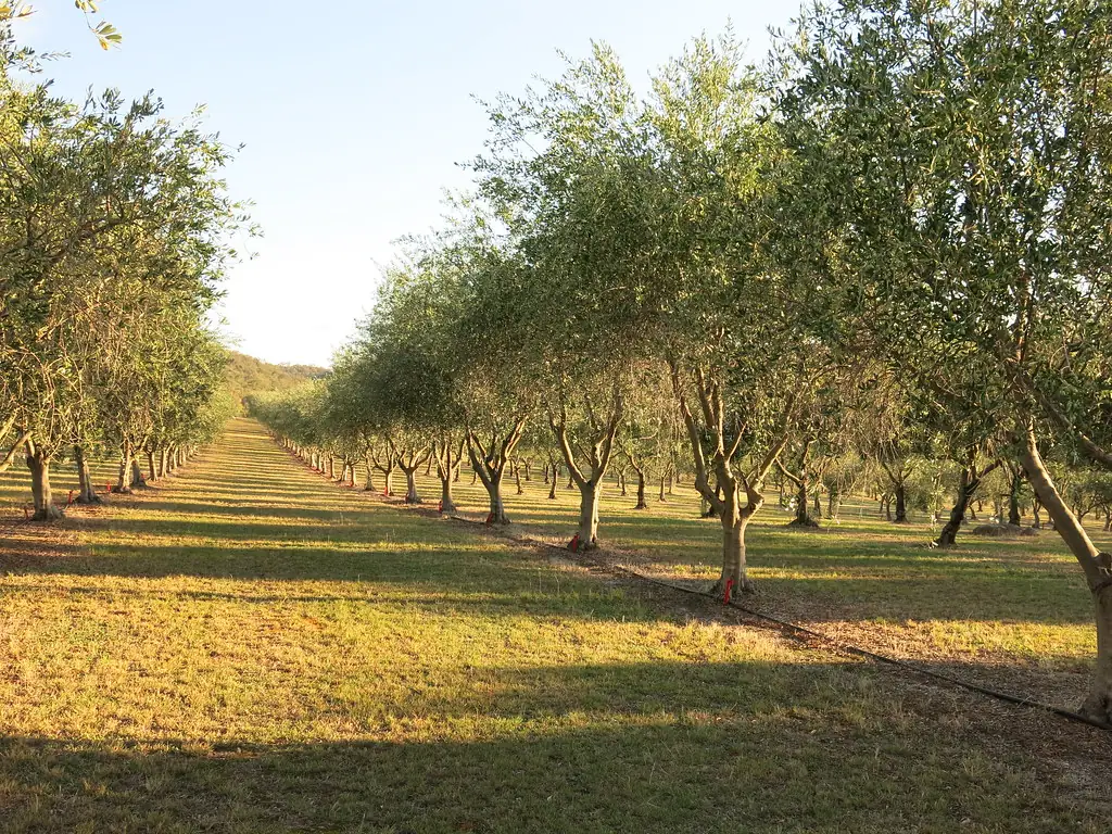 Hilera de olivos en un campo al atardecer