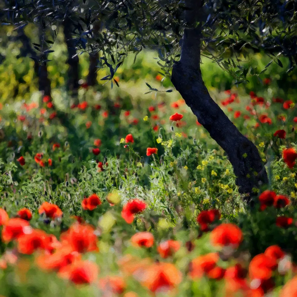 Amapolas rojas bajo los olivos