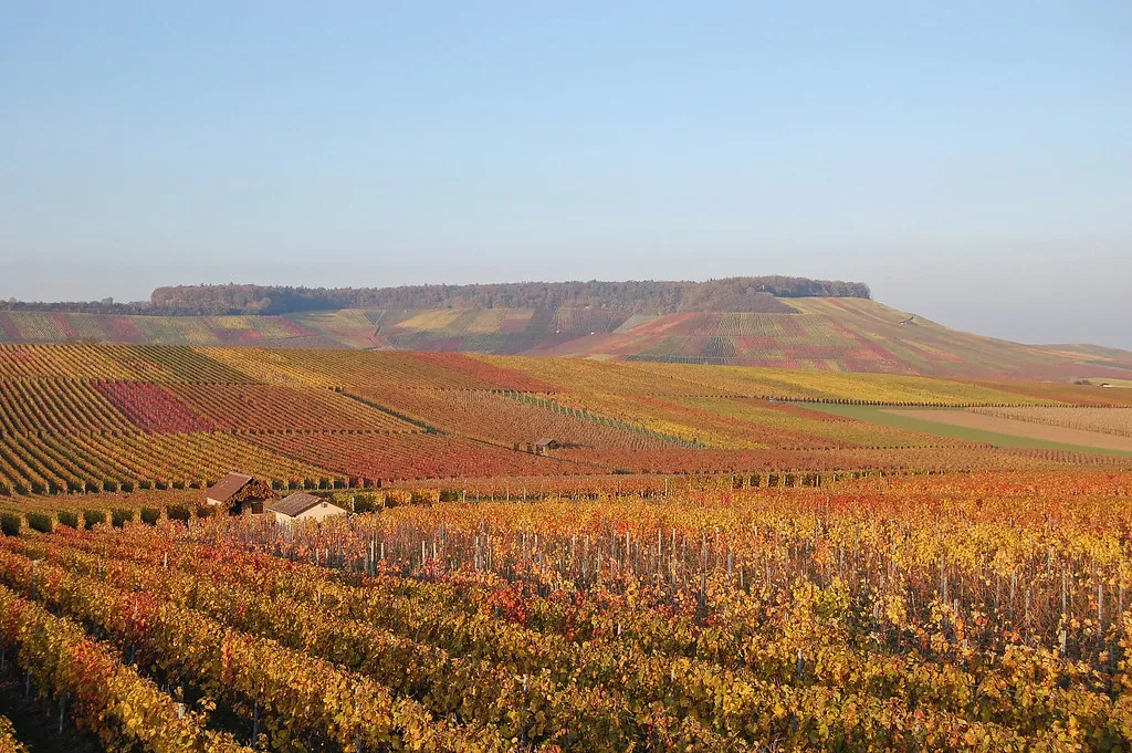 Viñedos con colores de otoño en una ladera